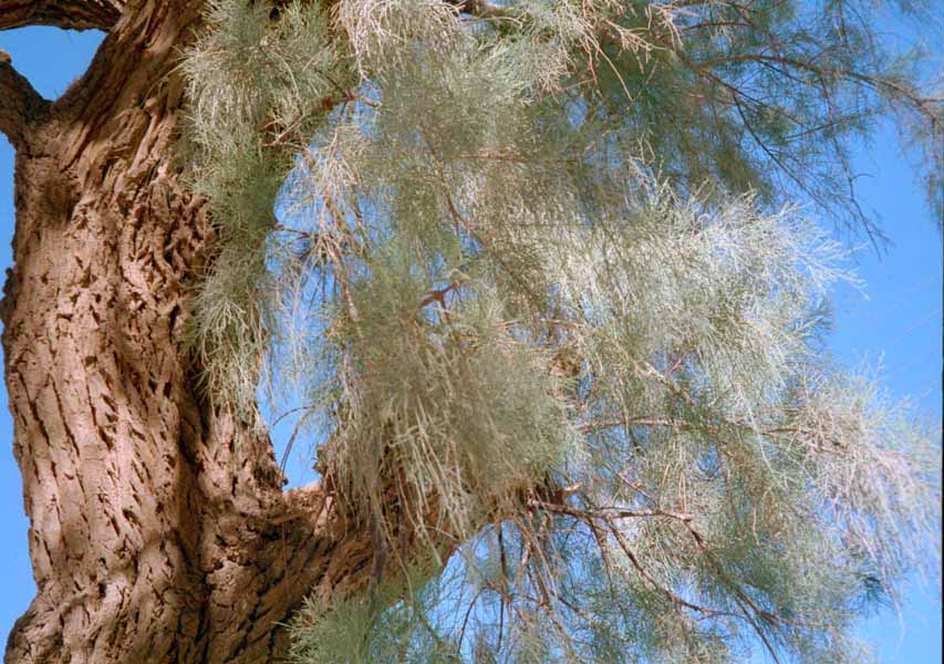 Tamariske in Tamanrasset