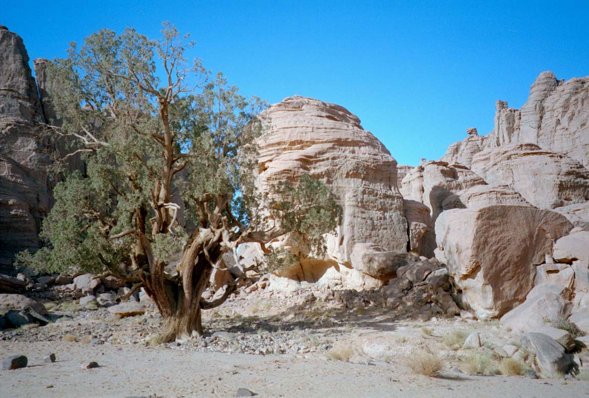 2000jhrige Zypresse in Algerien