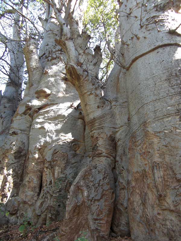 Baobab