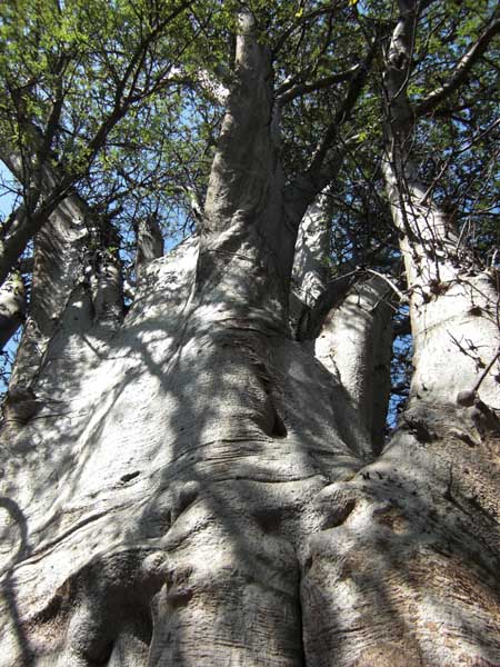 Baobab