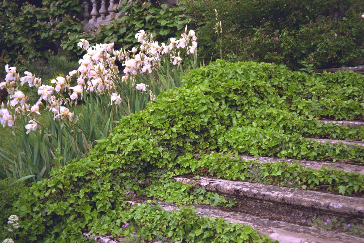 Schwertlilien an der Treppe
