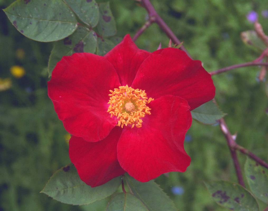 Strauchrose