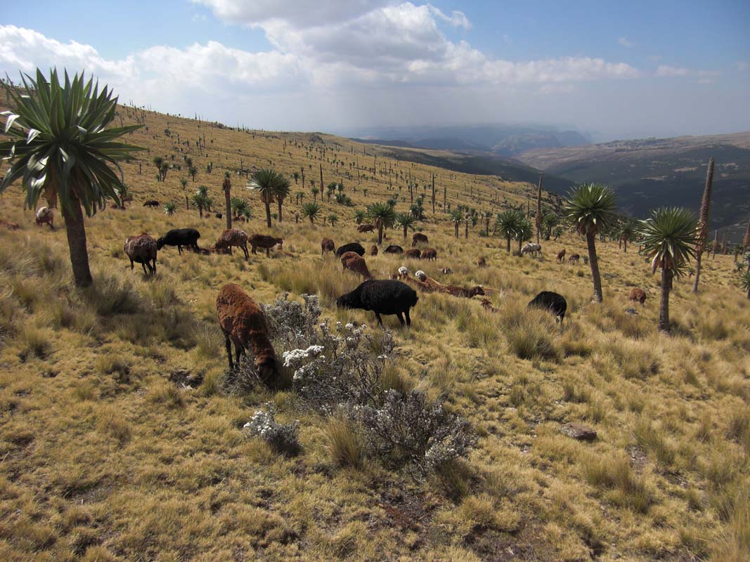 Simien