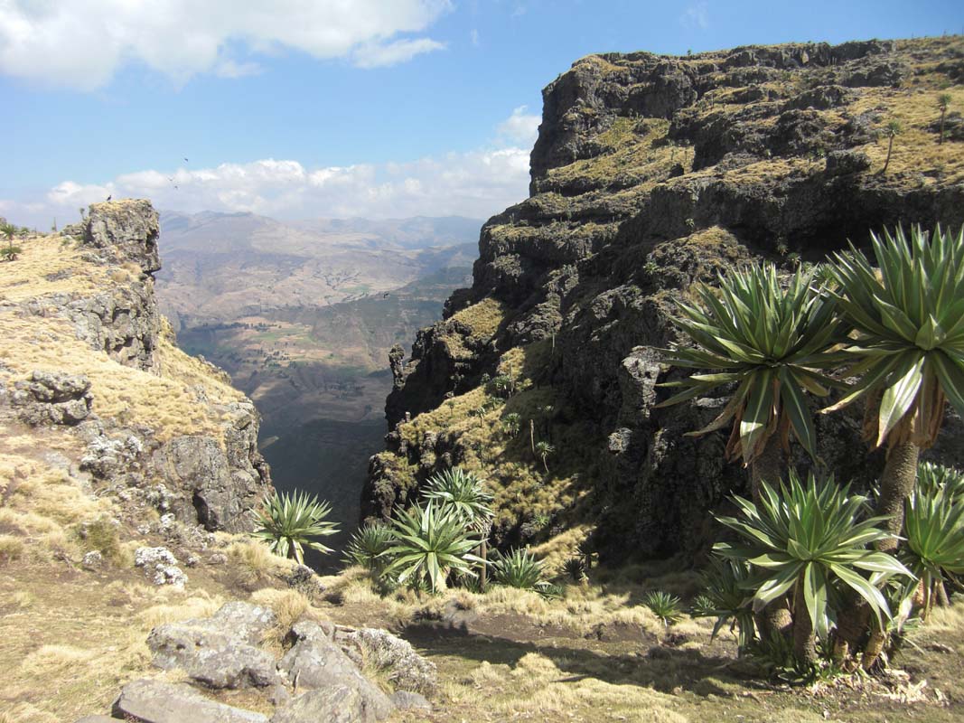 Simien