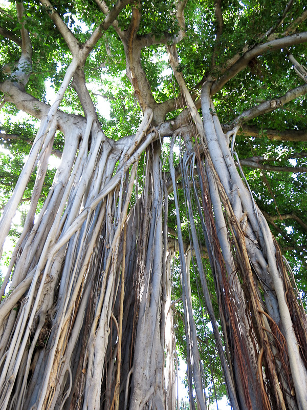 Banyan Honolulu