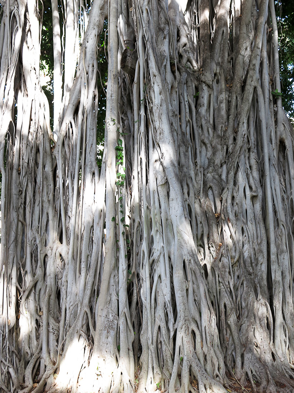 Banyan Honolulu Banyan Honolulu