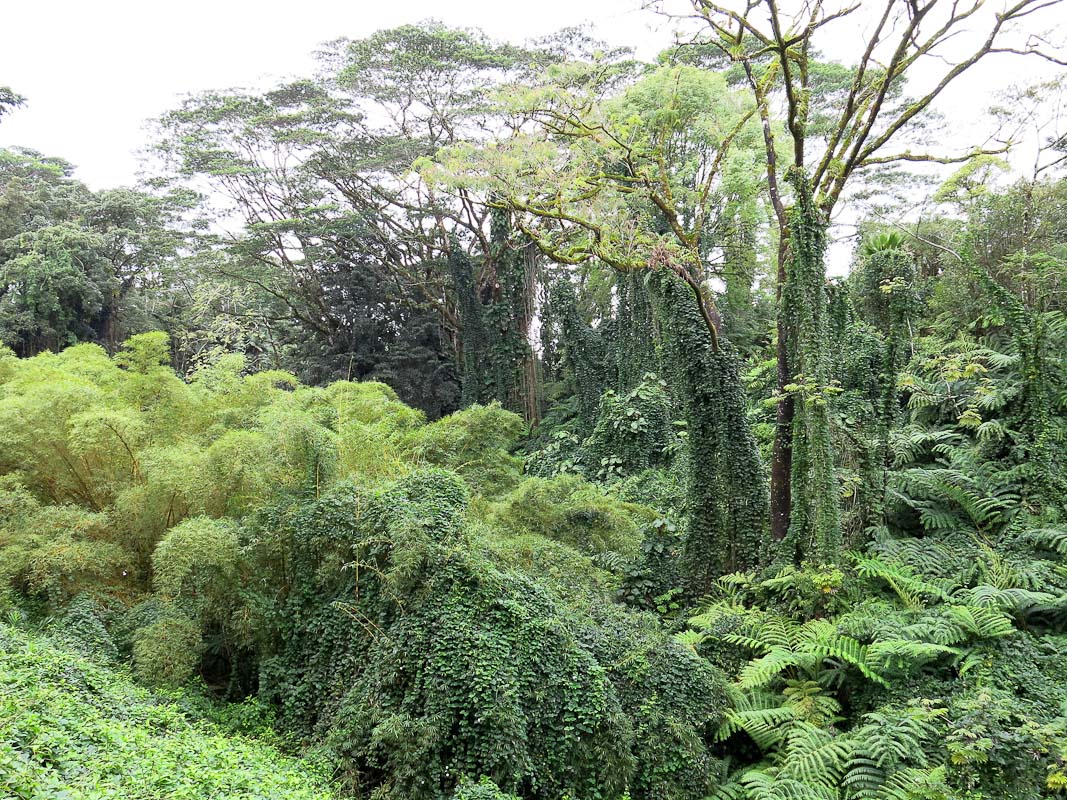 Akaka Falls Akaka Falls
