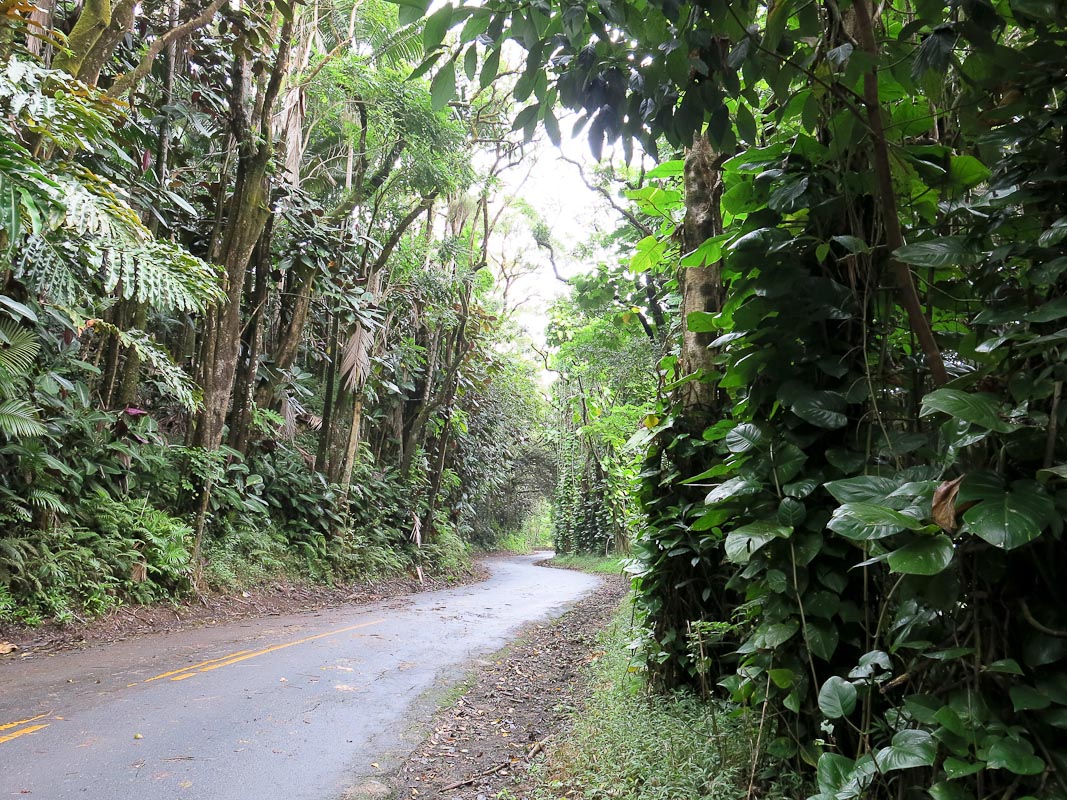 Scenic Drive bei Hilo Scenic Drive bei Hilo