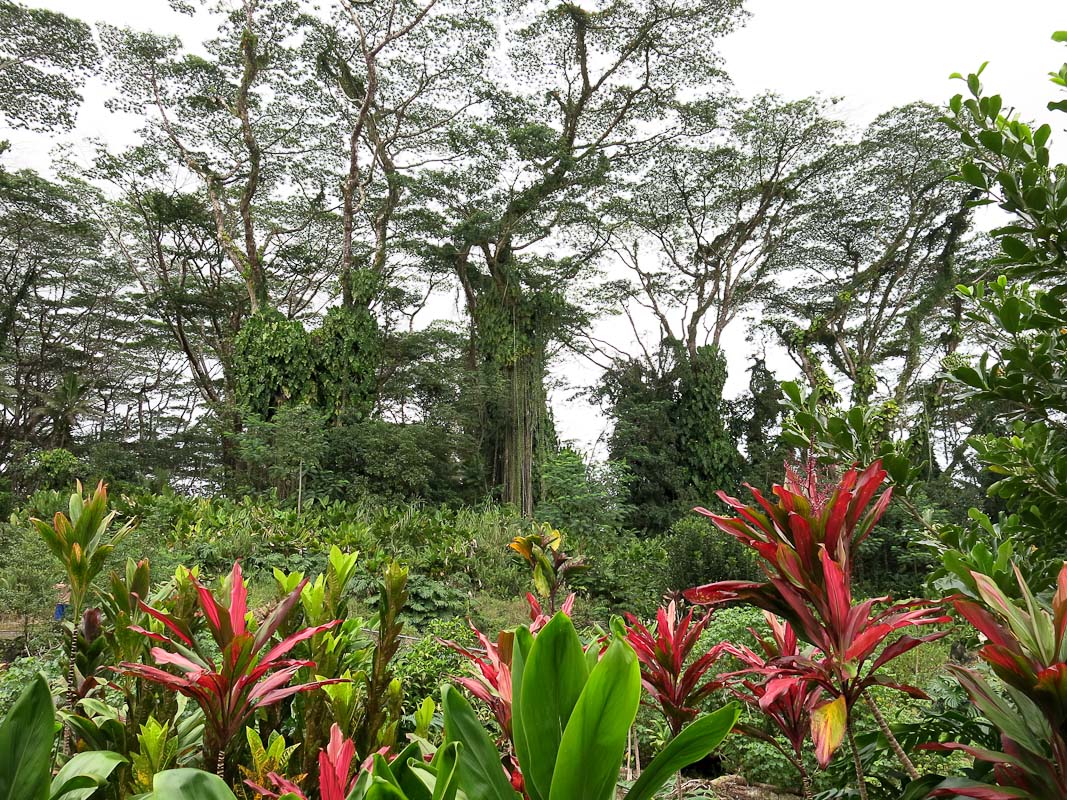 Lava Tree Park