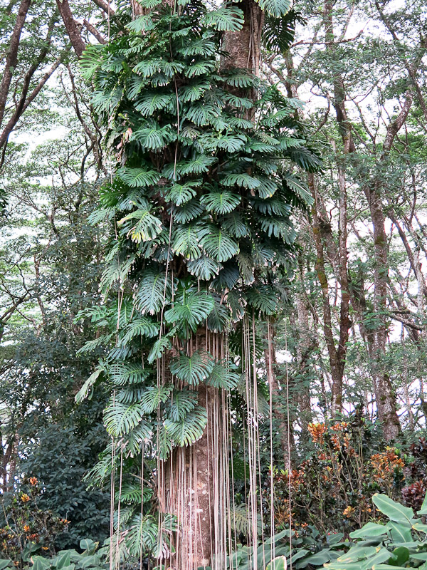 Lava Tree Park