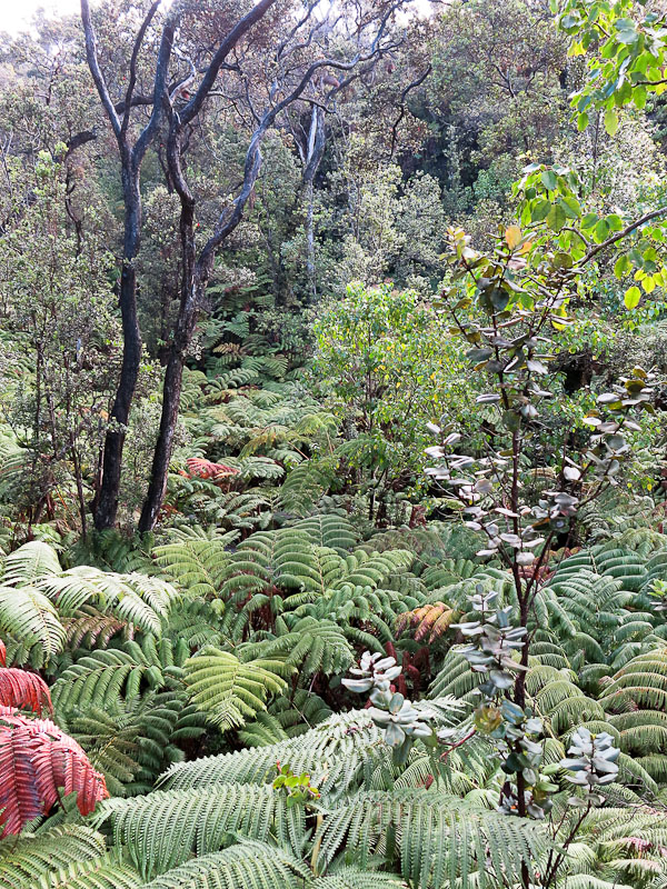 Nearby Lava Tube Nearby Lava Tube