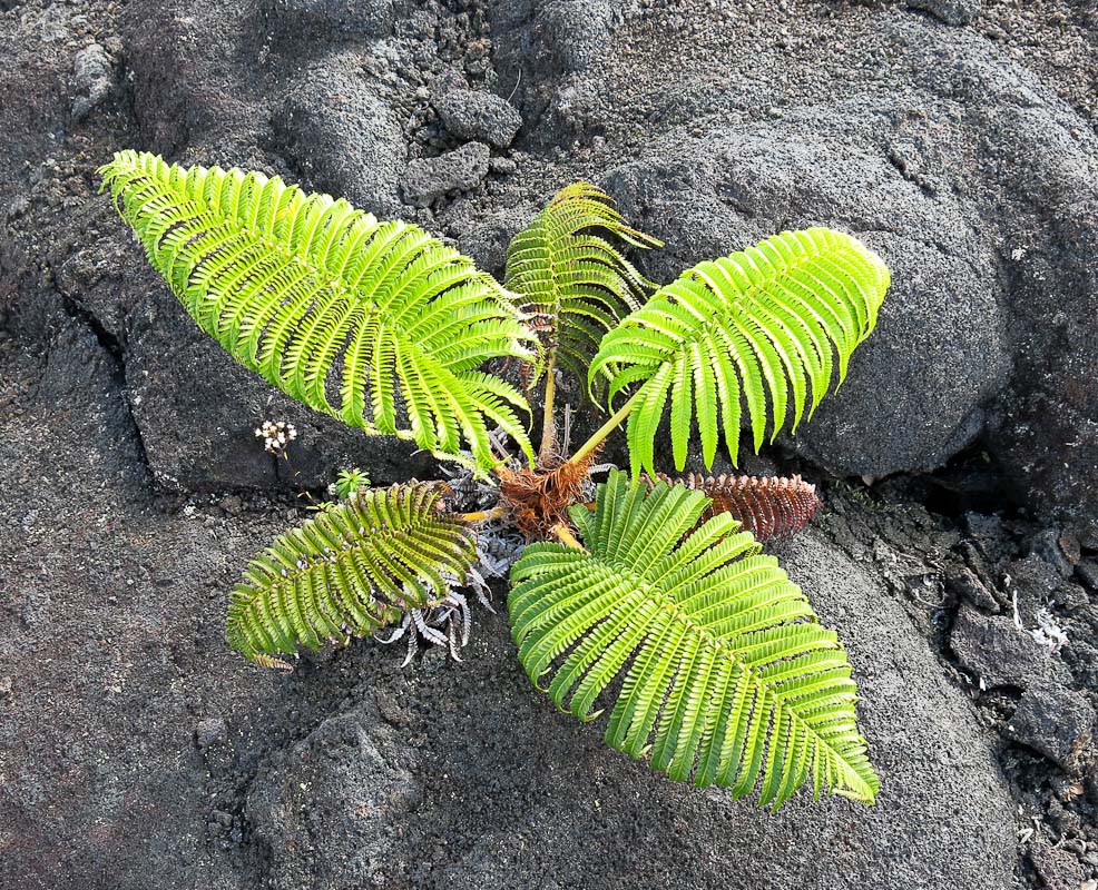 Puu Huluhulu Puu Huluhulu