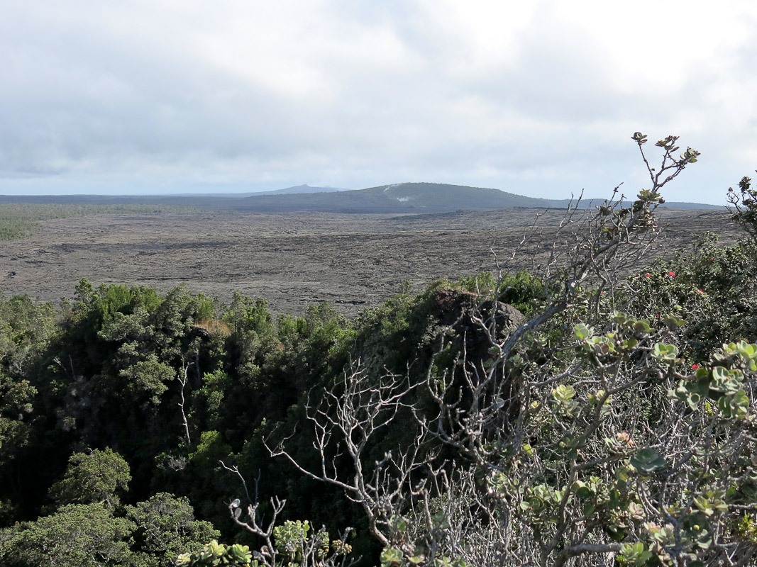 Puu Huluhulu Puu Huluhulu