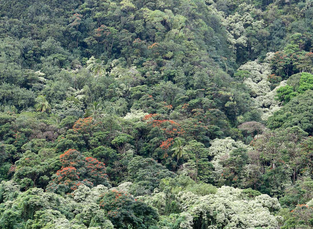 Road to Hana Road to Hana