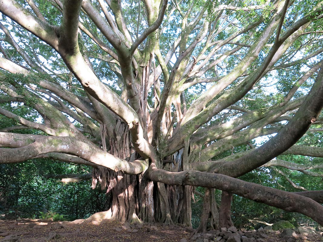 Banyan Maui Hana