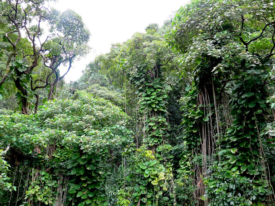Road to Hana Road to Hana