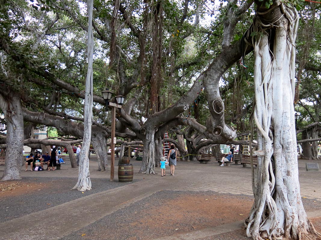 100 Jahre alter Banyan Maui Lahaina