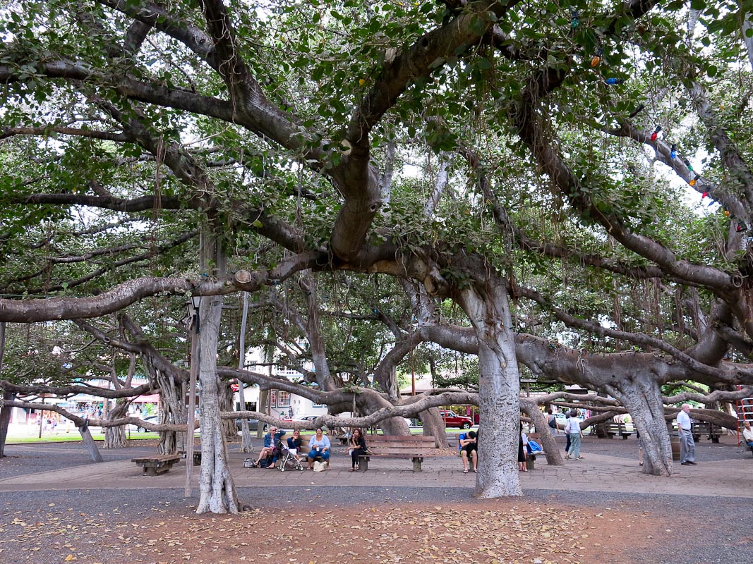 Banyan Lahaina Banyan Lahaina