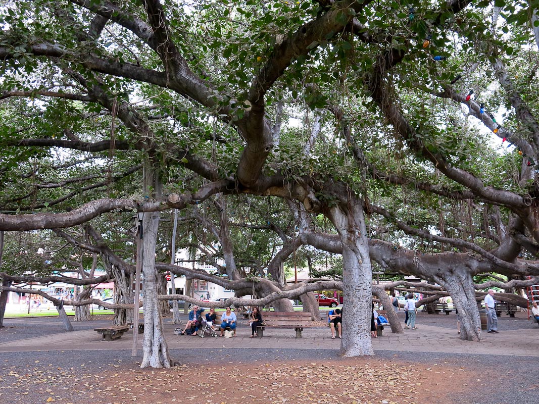 100 Jahre alter Banyan Maui Lahaina