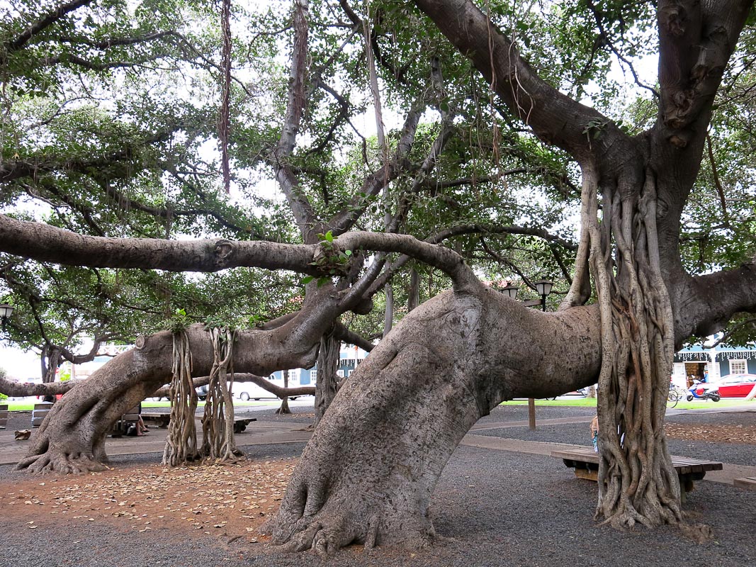 Banyan Lahaina Banyan Lahaina