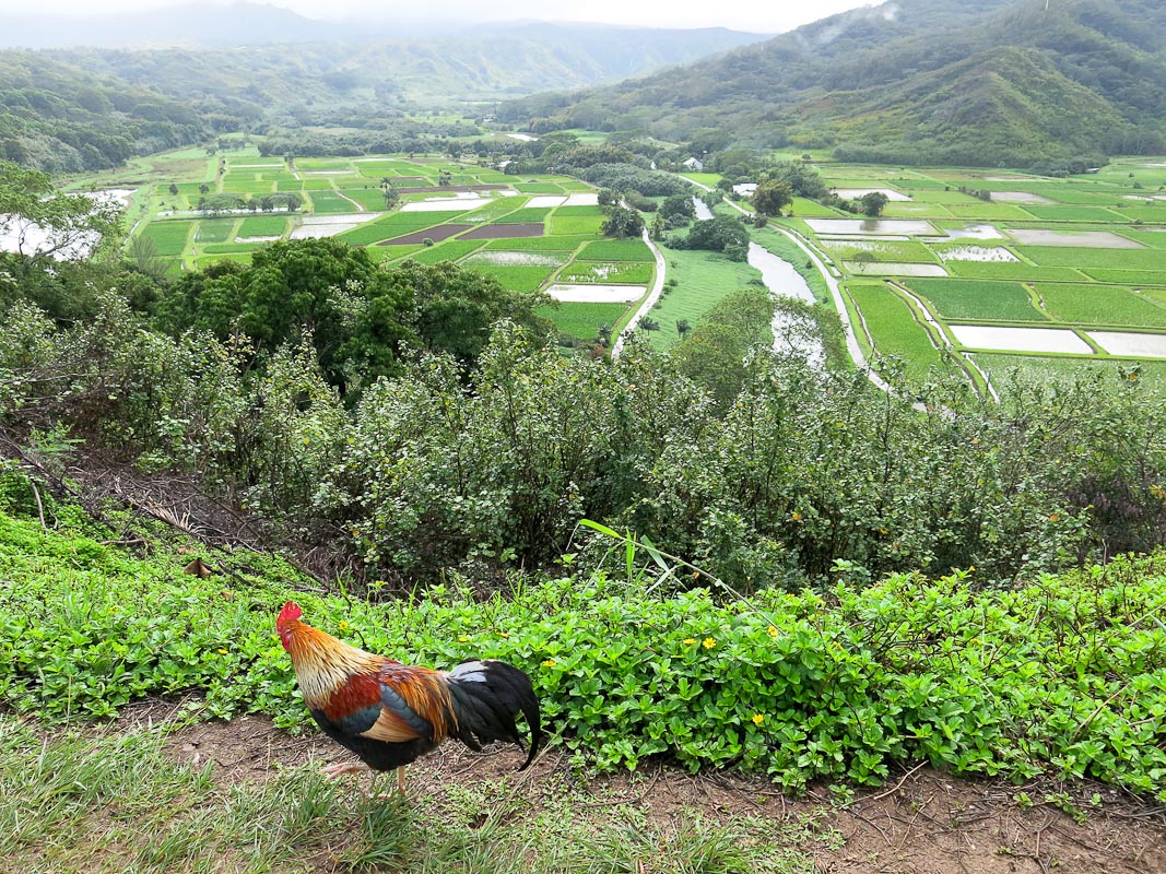 Wappentier von Kauai