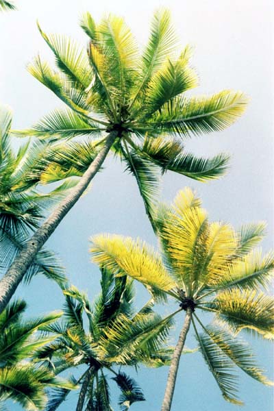 Kokosplamenhain auf Hawaii