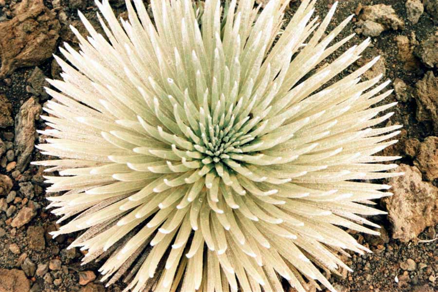 Silversword in Hawaii