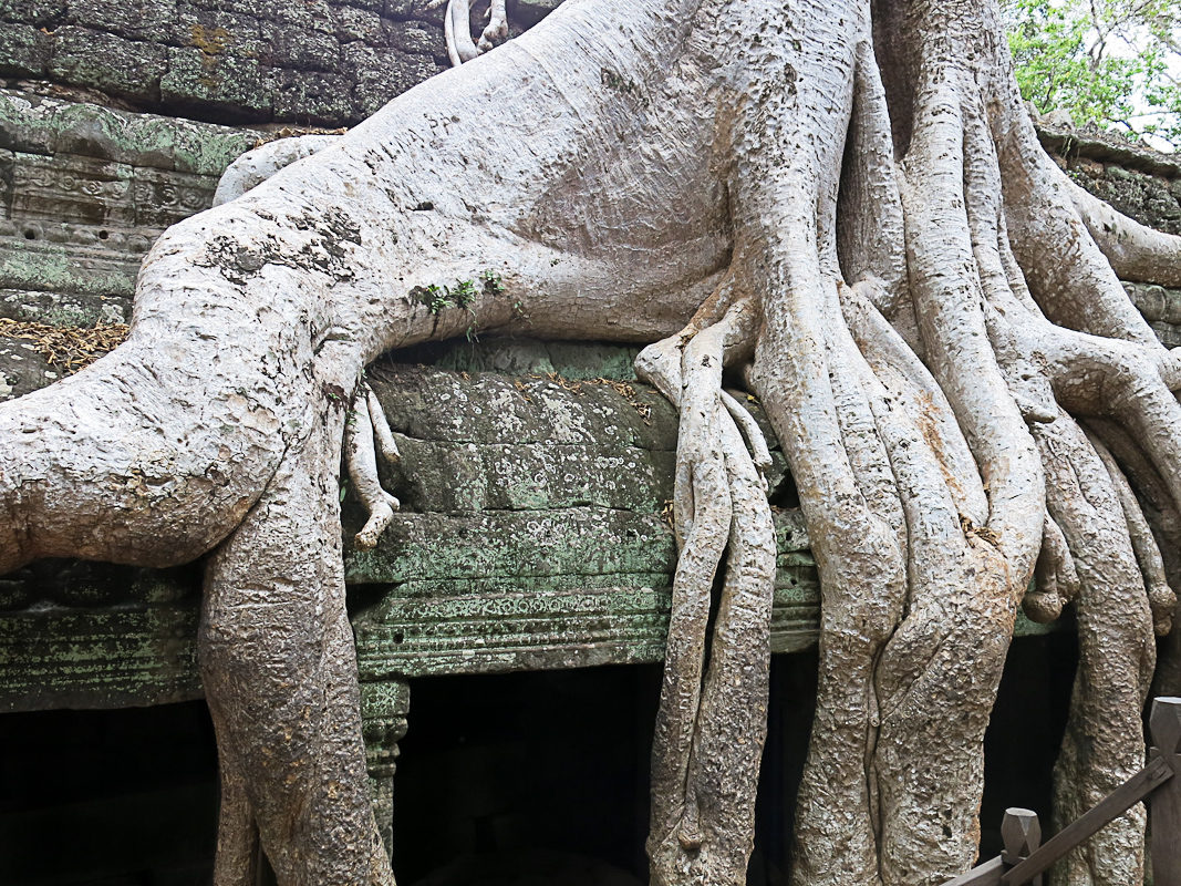 Ta Prohm