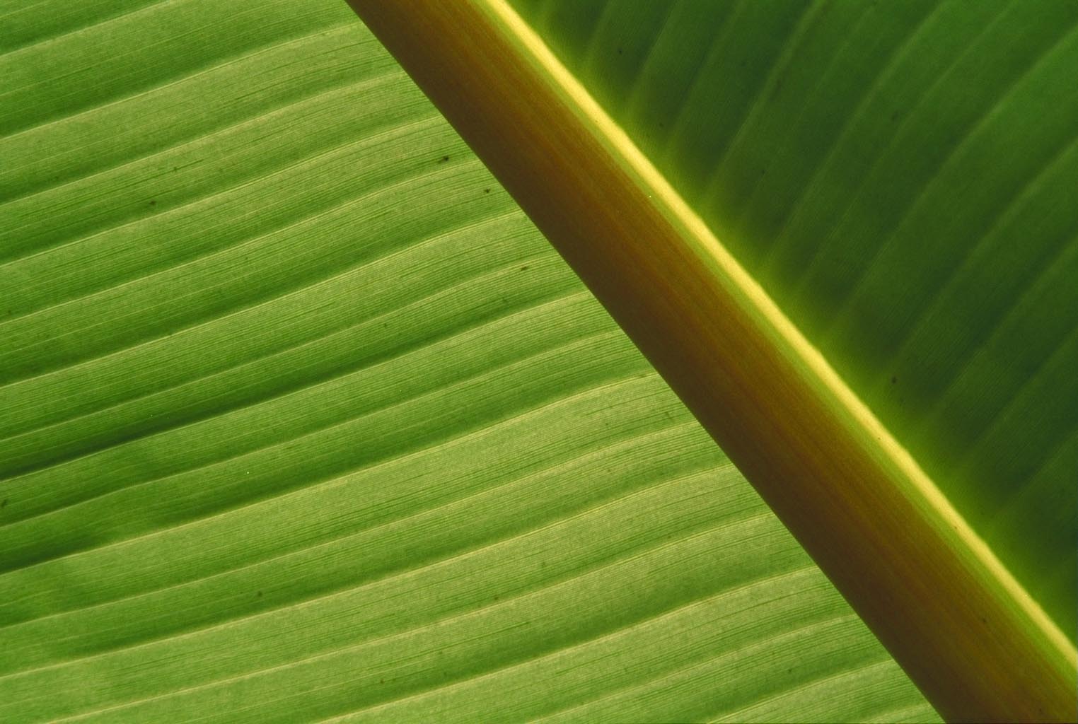 Bananenblatt - Detail