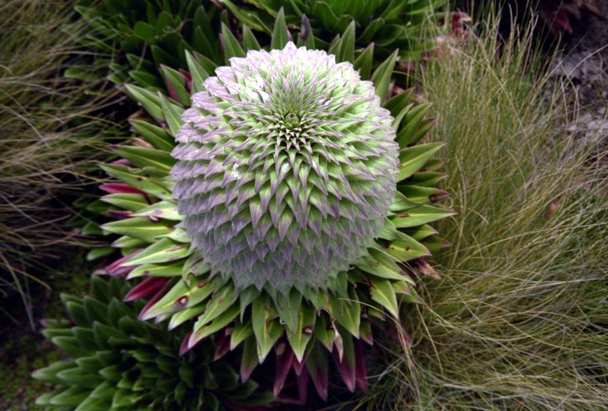 Lobelie auf dem Mount Kenya