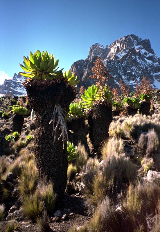 Senecien vor Mt. Kenya