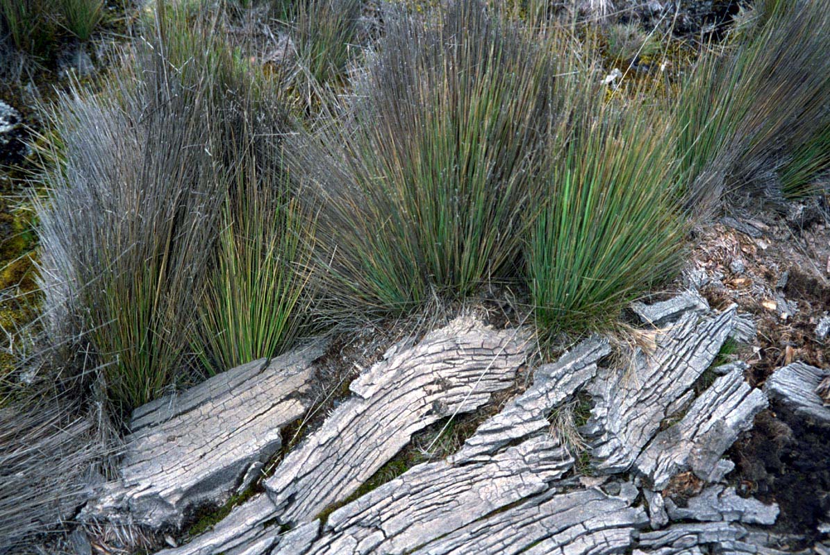 Holz Kenya