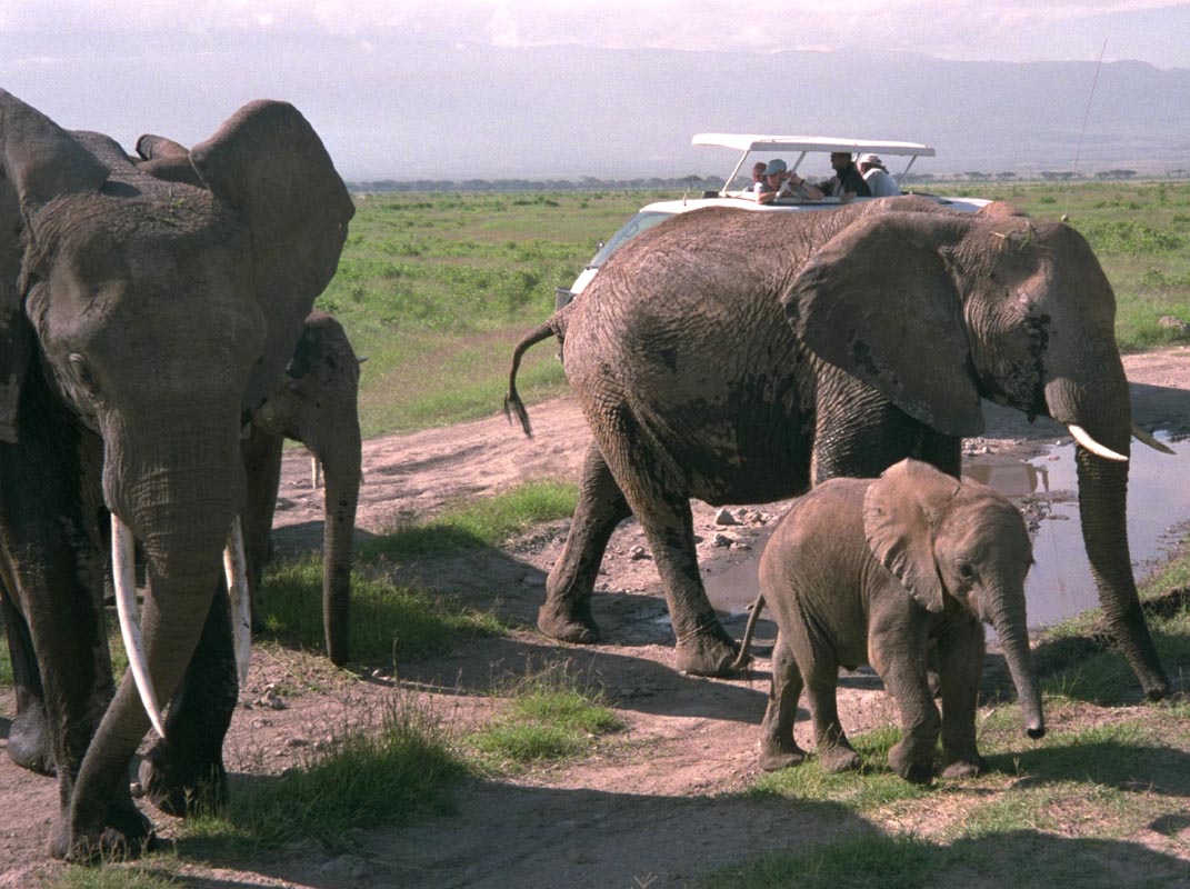 Elefanten im Amboseli