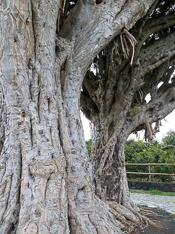 Drachenbaum La Palma