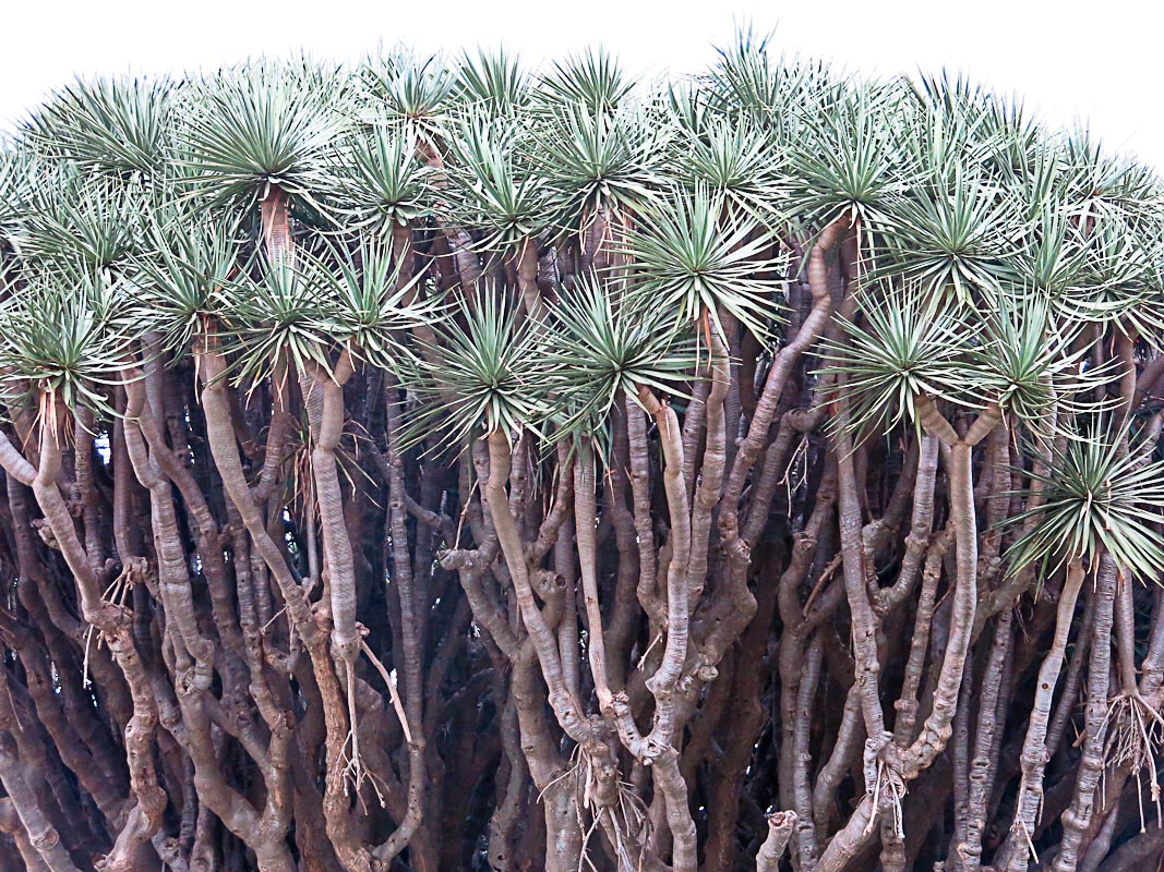Drachenbaum Drachenbaum