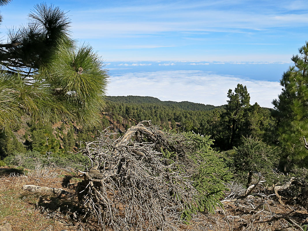 Pico de la Nieve Pico de la Nieve