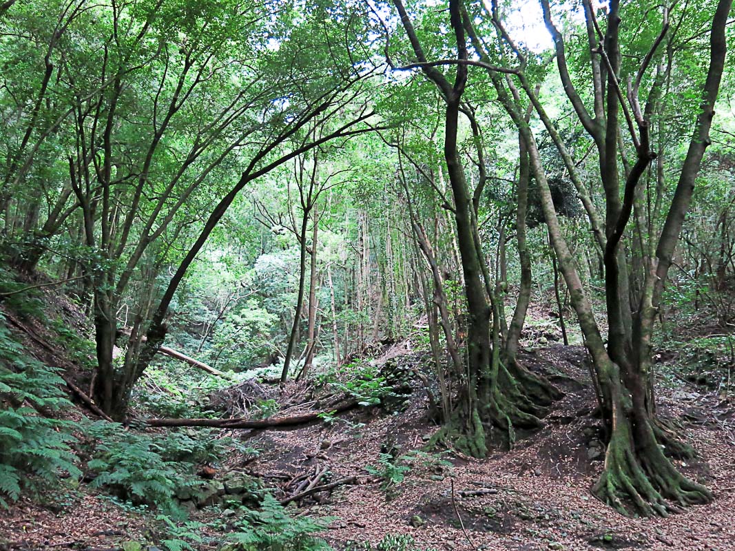 Los Tilos Los Tilos
