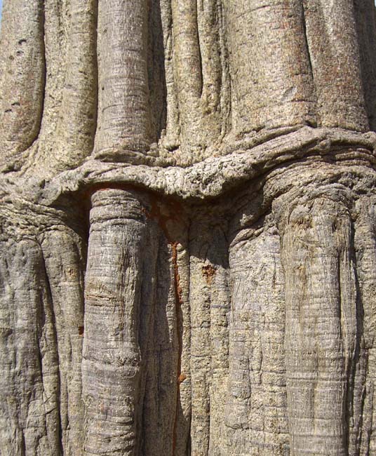 Baobab-Stamm