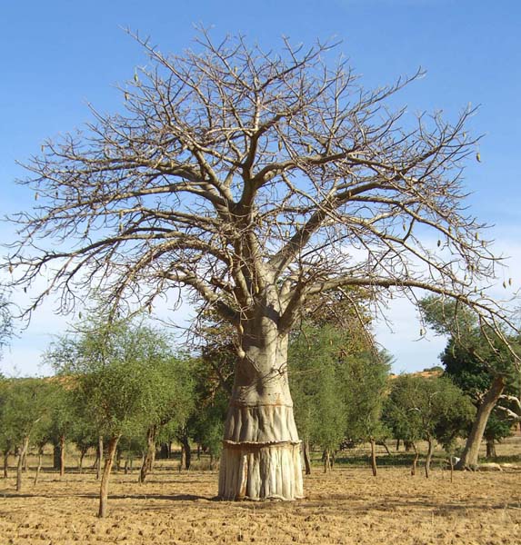 Baobab