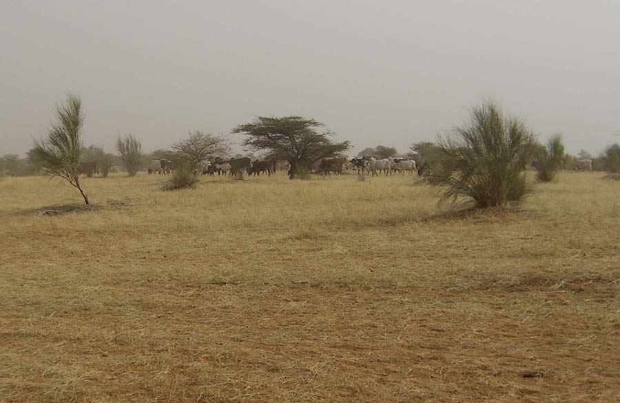 VOn Douenza nach Timbuktu