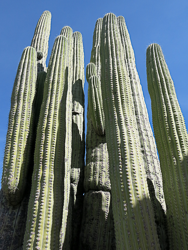 Botanischer Garten bei Zapotitlan Salinas