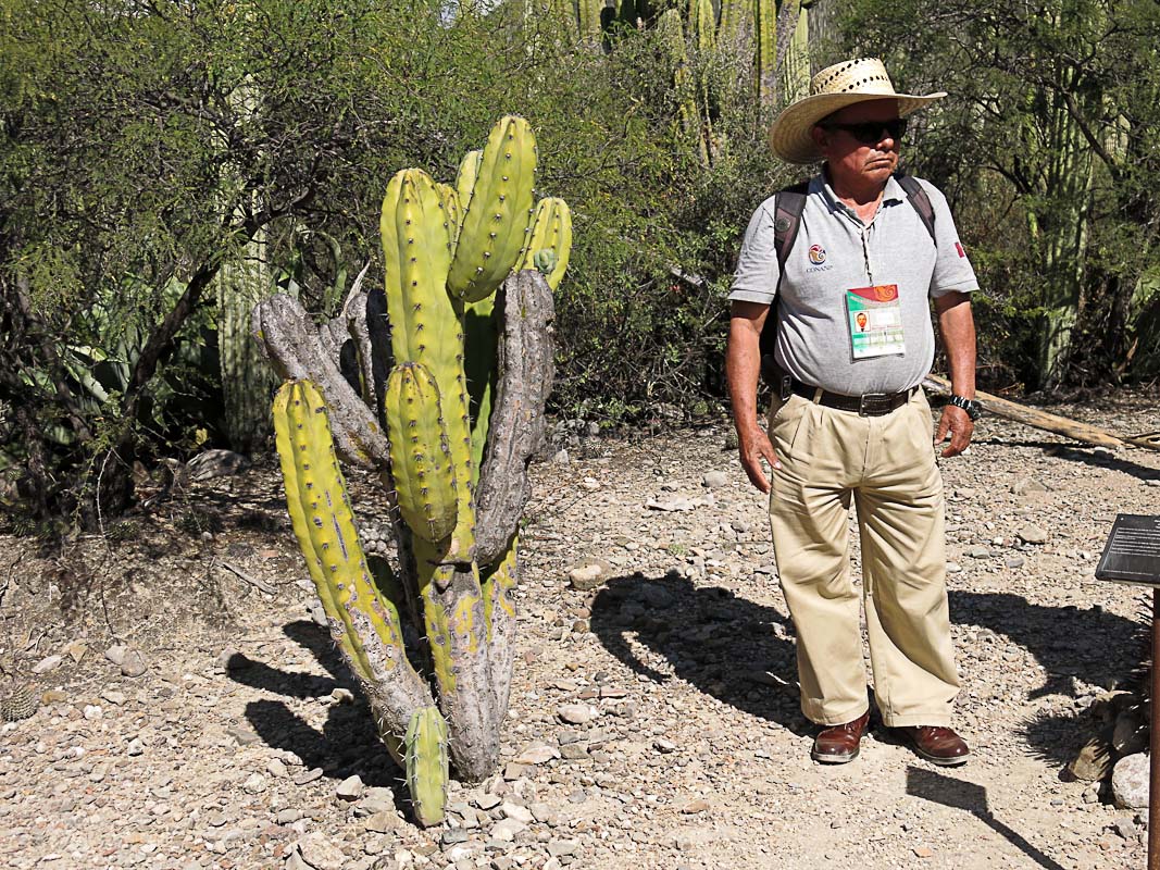 Botanischer Garten bei Zapotitlan Salinas