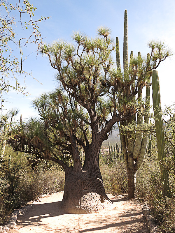 Botanischer Garten bei Zapotitlan Salinas - Elephantenfussbaum