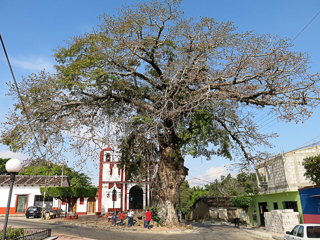 Chiapa de Corzo - Alte Ceiba