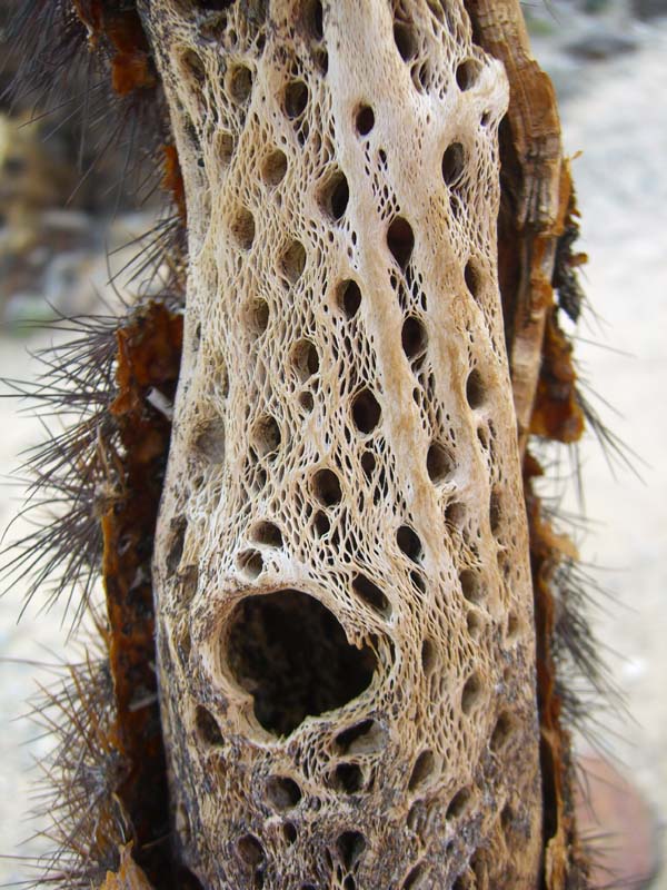 Cholla Kaktus Gerippe