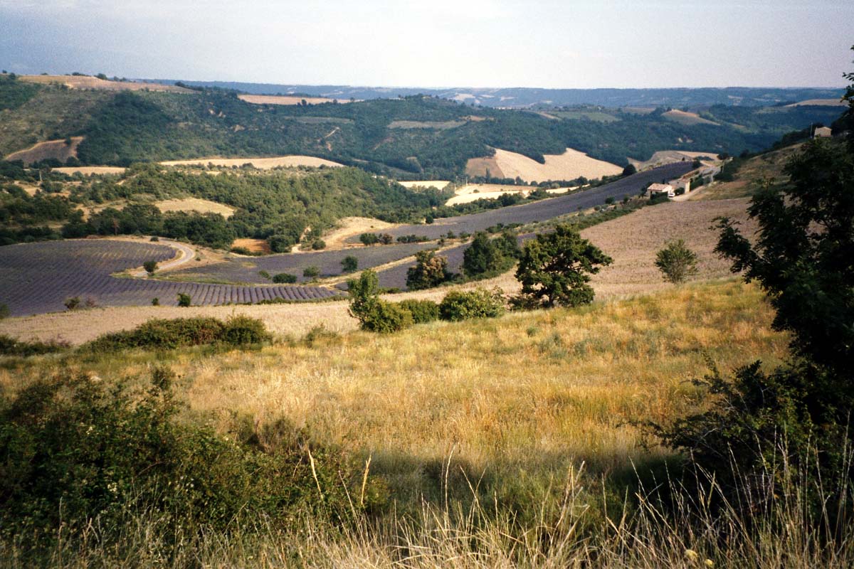 Lanvendel-Land bei Moustier