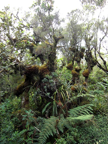 Foret de Belouve