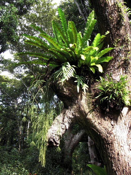 Jardin des Epices