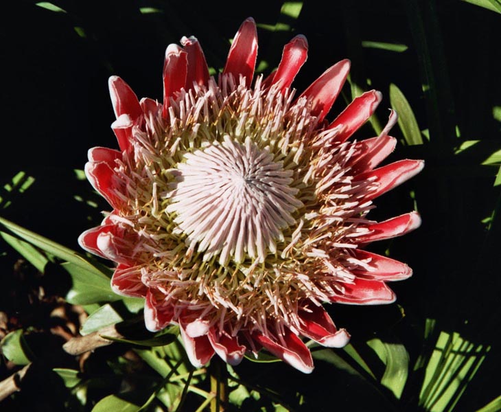 Protea am Tafelberg, Sdafrika