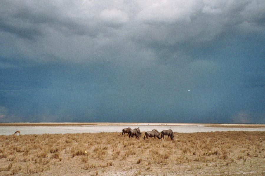 Gnus vor Fischerpan und Gewitterwolken